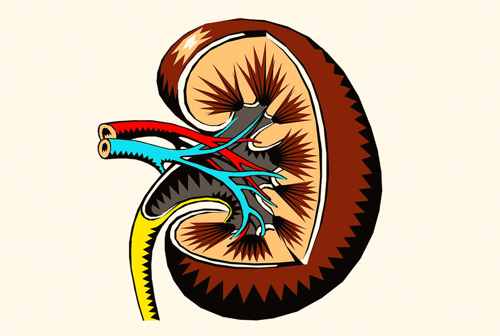 Kidney illustration