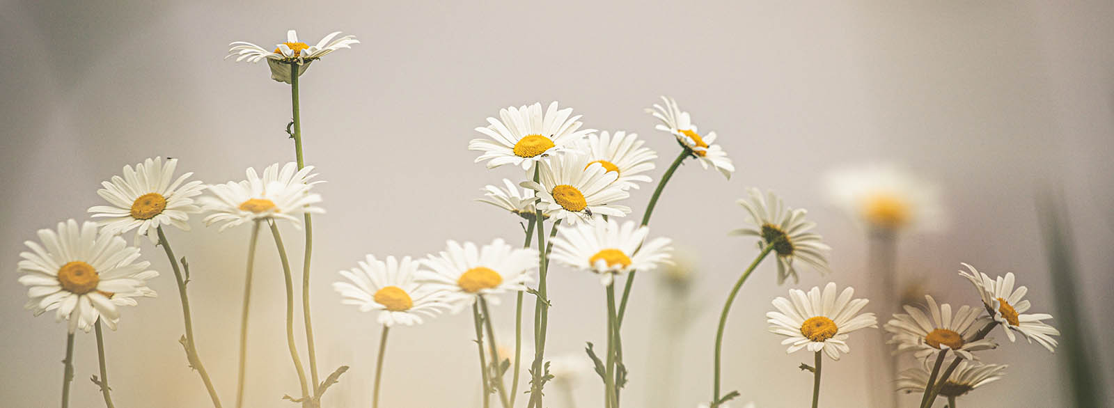 A field of daisy flowers.