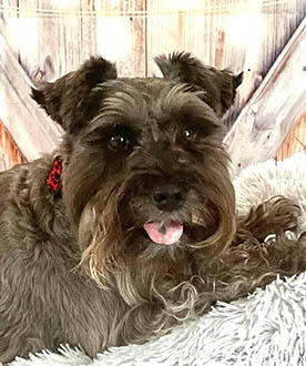 Schnauzer dog.